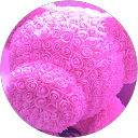 いるカ profile picture